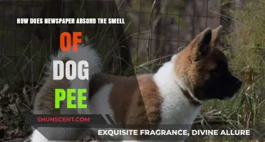 The Science Behind Newspaper's Odor-Absorbing Properties for Pet Owners