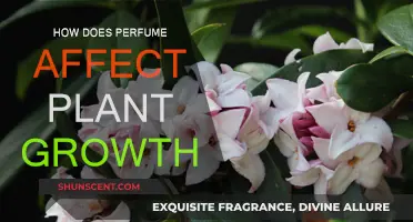 Aromatic Influence: Plant Growth and Perfume