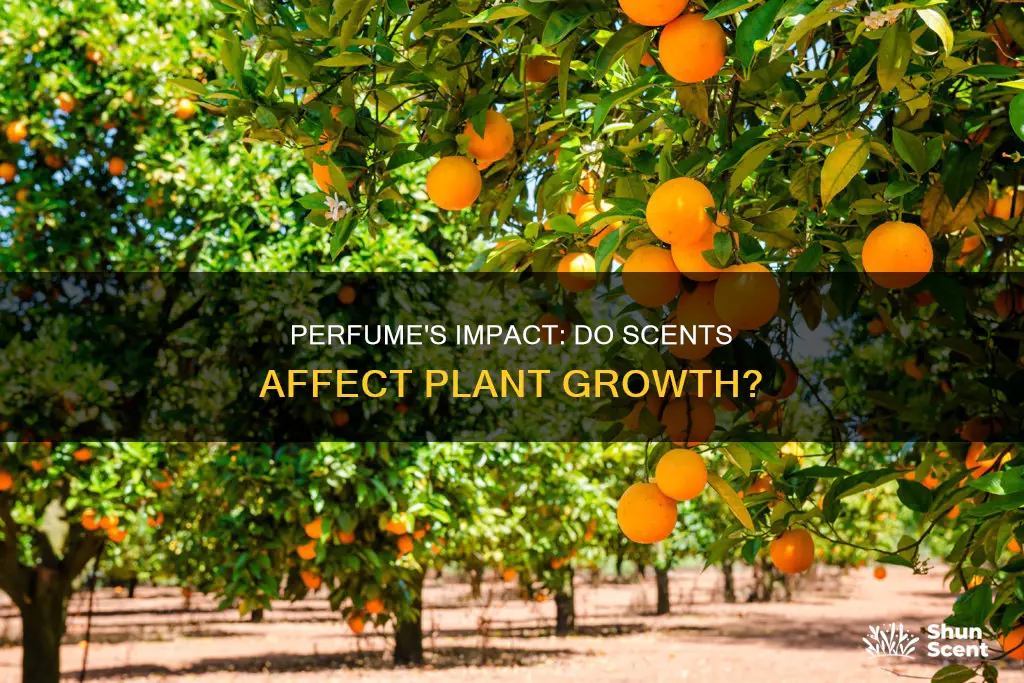 how does perfume affect plants