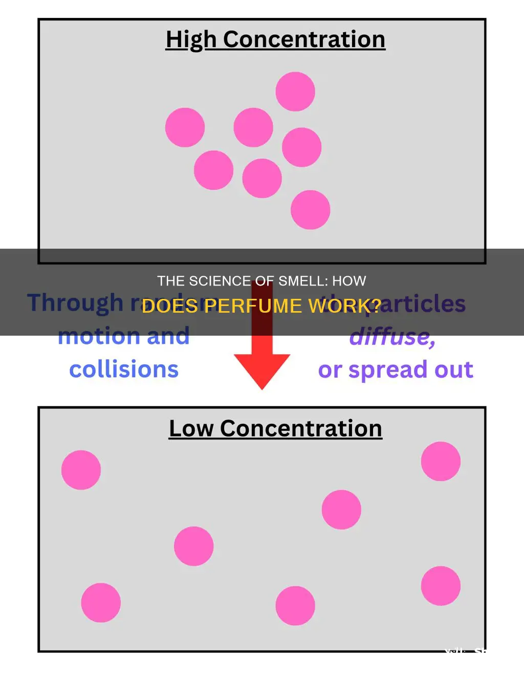 how does perfume work