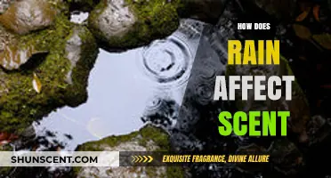 Rain's Impact on Scents: How Petrichor Enhances Aromas in Nature