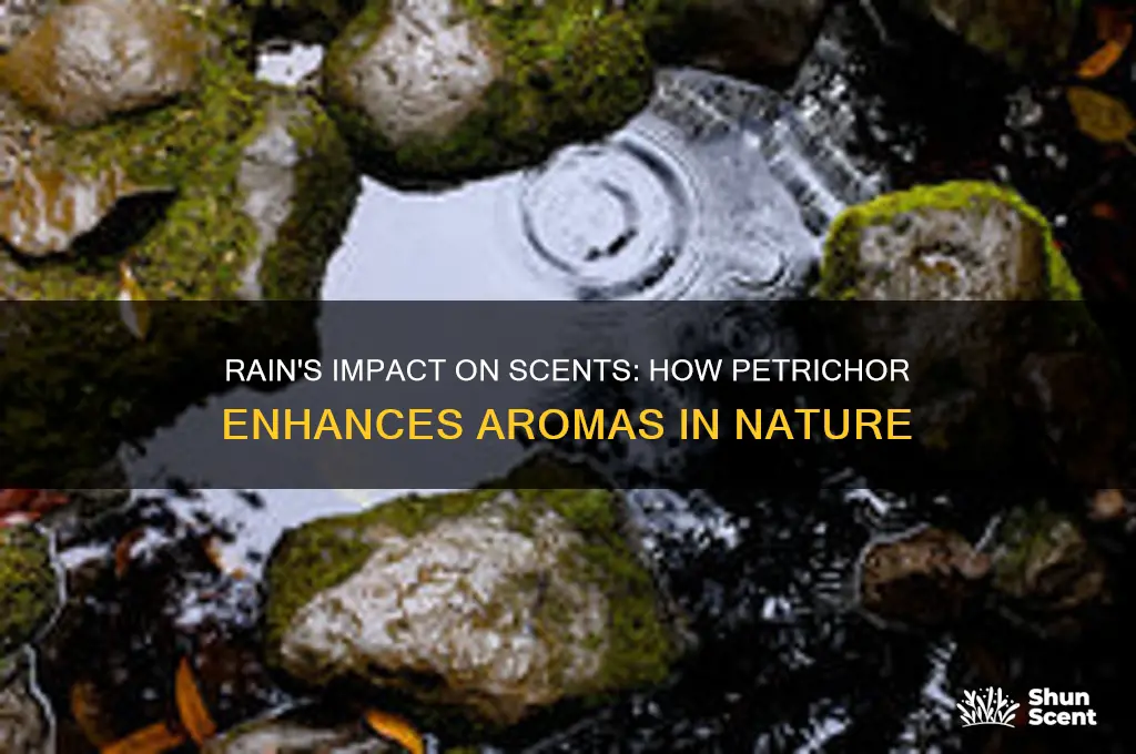 how does rain affect scent