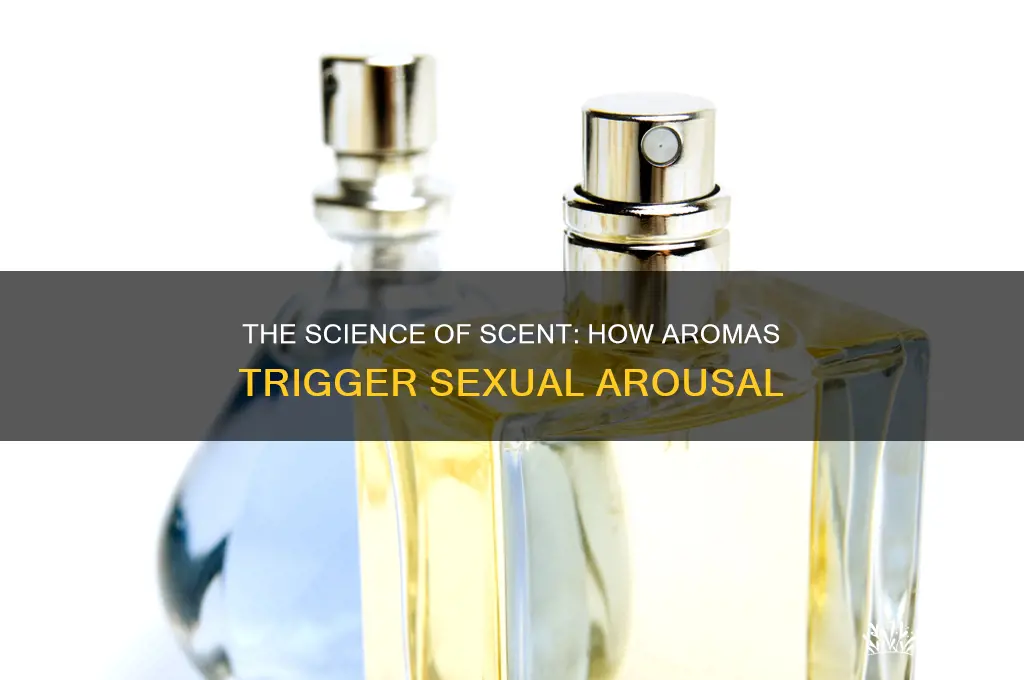 how does scent cause sexual arousal