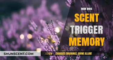 The Power of Scent: Unlocking Memories Through Fragrance and Smell