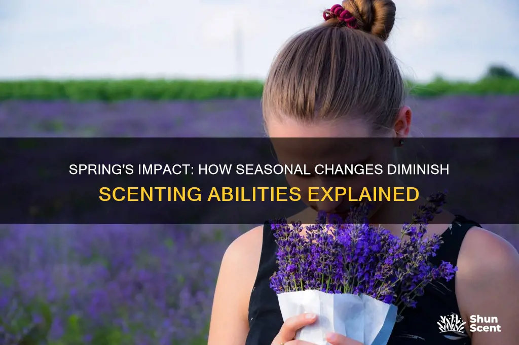 how does spring reduce scenting abilities