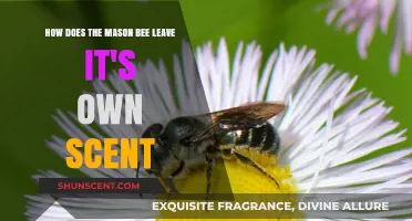 Mason Bee Scent Marking: Unveiling Their Unique Chemical Communication Secrets