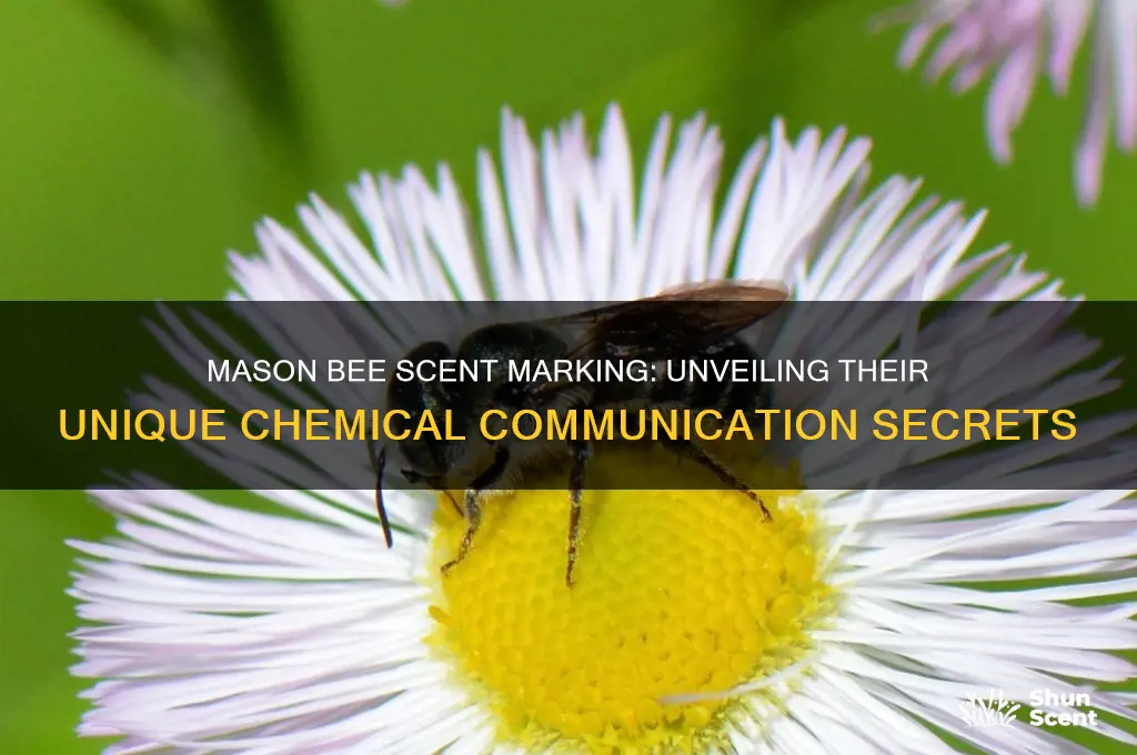 how does the mason bee leave it