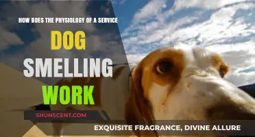 Unleashing the Power of Service Dogs' Extraordinary Sense of Smell