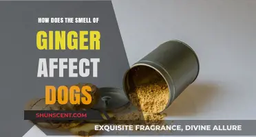 Canine Reactions to Ginger's Aroma: A Comprehensive Guide
