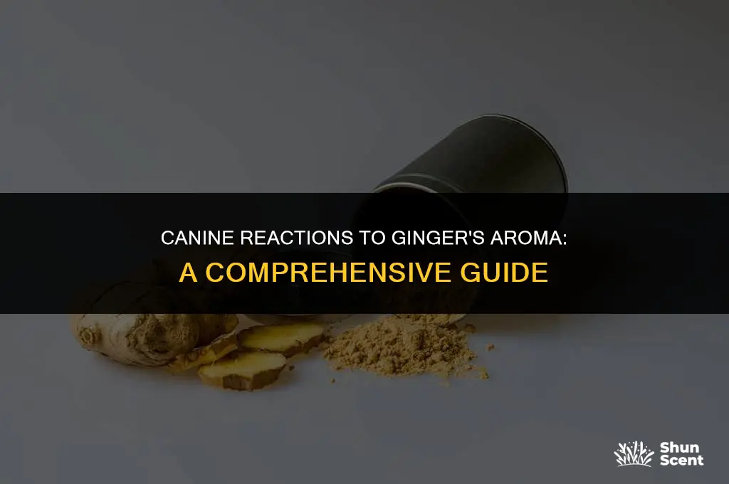 how does the smell of ginger affect dogs
