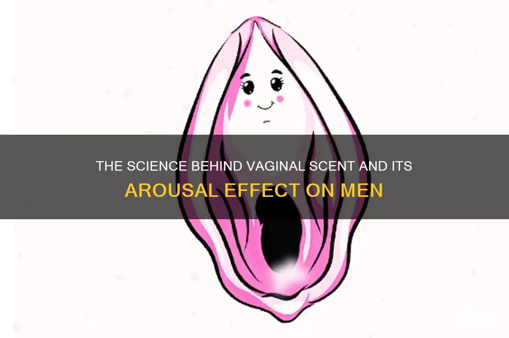 how does vaginal scent arouse men