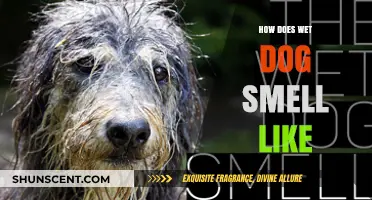 Exploring the Unique Aroma: What Does a Wet Dog Smell Like?