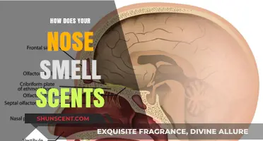 How Your Nose Detects and Processes Scents: The Science Explained