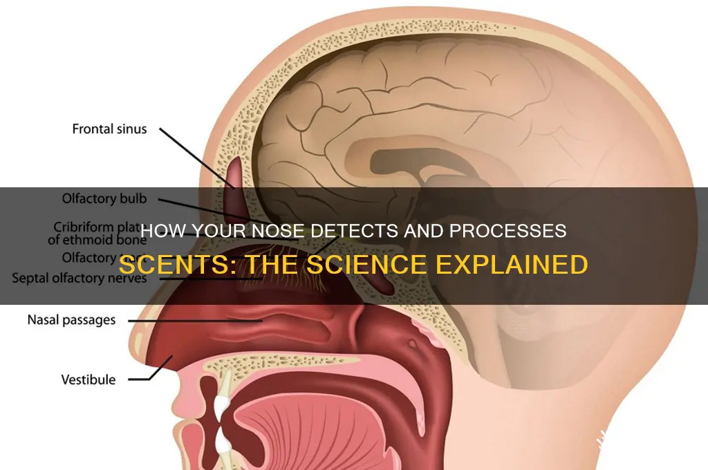 how does your nose smell scents