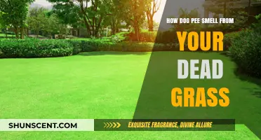 Reviving Your Lawn: How to Eliminate Dog Pee Smell from Dead Grass