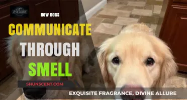 Decoding Canine Conversations: The Secret Language of Smell