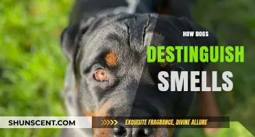 Unleashing the Canine Nose: How Dogs Distinguish Smells