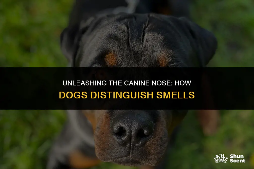 how dogs destinguish smells