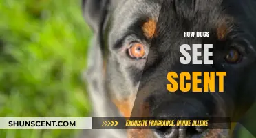 Unveiling the Canine Olfactory World: How Dogs Perceive and Interpret Scents