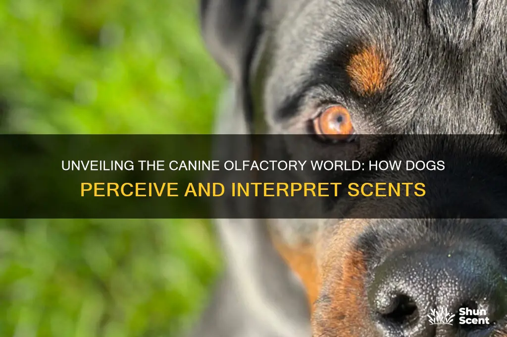how dogs see scent