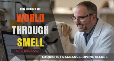 Unleashing the Canine Sense: How Dogs Perceive the World Through Smell