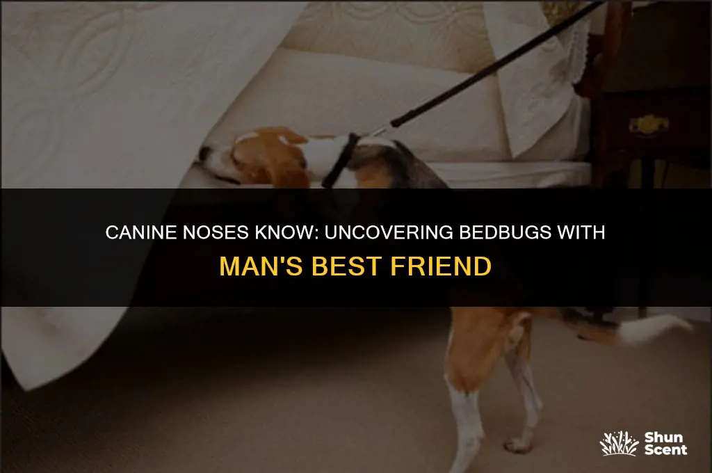 how dogs smell bedbugs