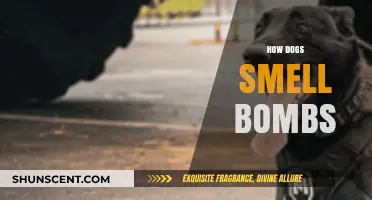 Sniffing Out Danger: The Science Behind Dogs' Bomb Detection Abilities