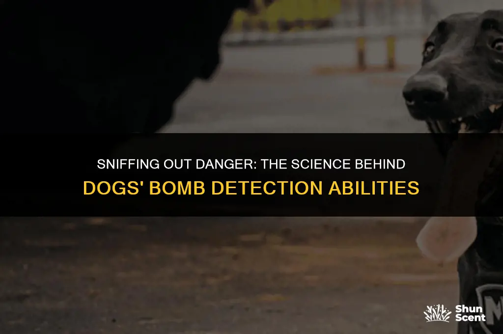 how dogs smell bombs