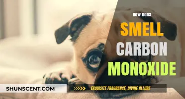 Canine Carbon Monoxide Detection: How Dogs Sniff Out Danger