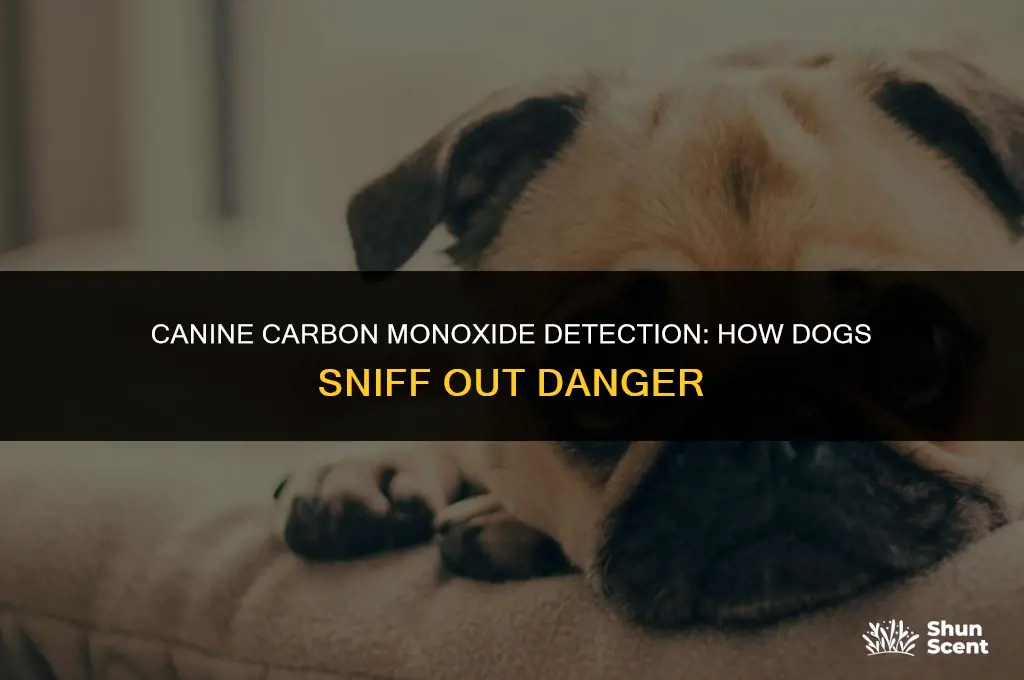 how dogs smell carbon monoxide