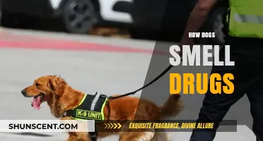 Sniffing Out Trouble: How Dogs Detect Drugs