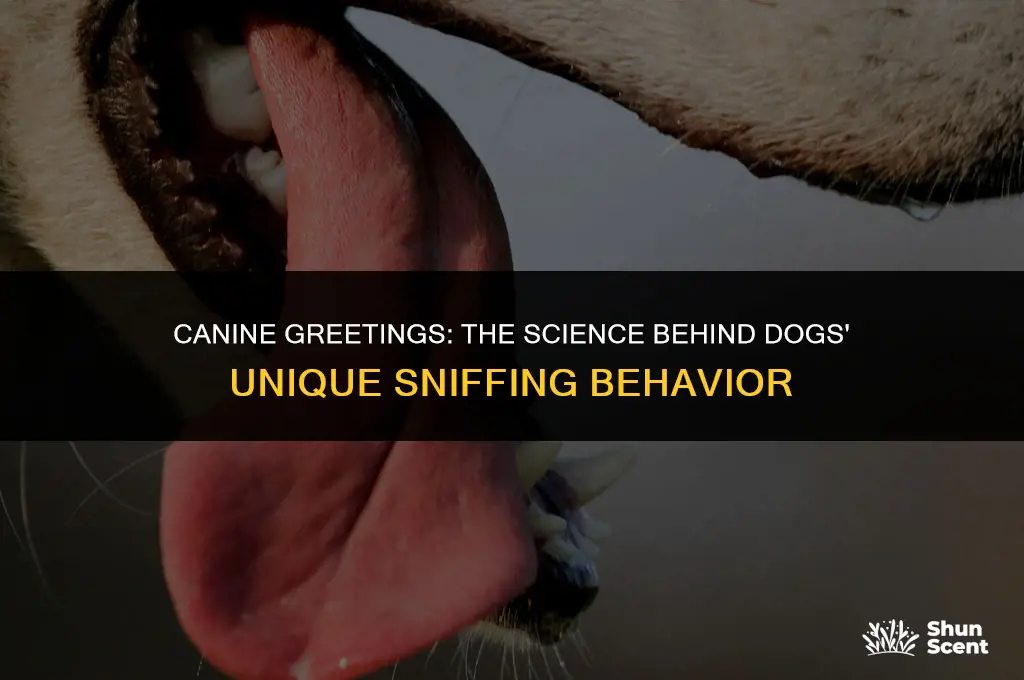 how dogs smell eachothers asses