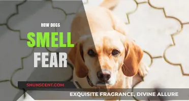 Unleashing the Canine Nose: How Dogs Detect Fear