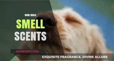 Unleashing the Canine Superpower: How Dogs Detect and Decode Scents