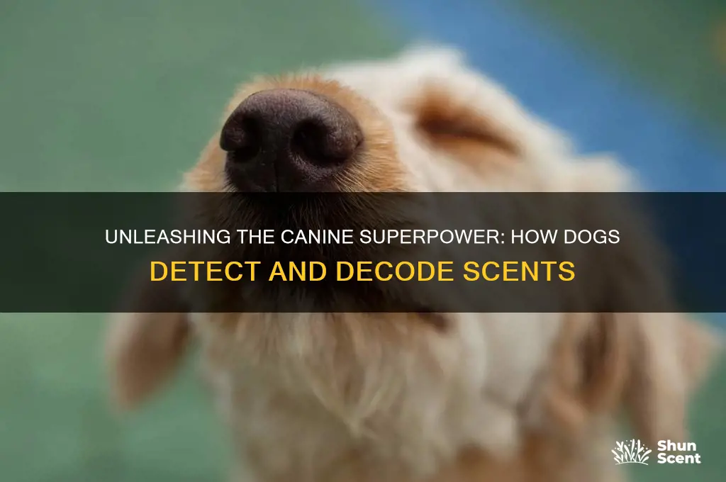 how dogs smell scents