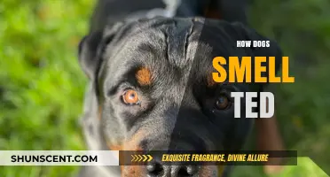 Unraveling the Canine Mystery: How Dogs Smell TED