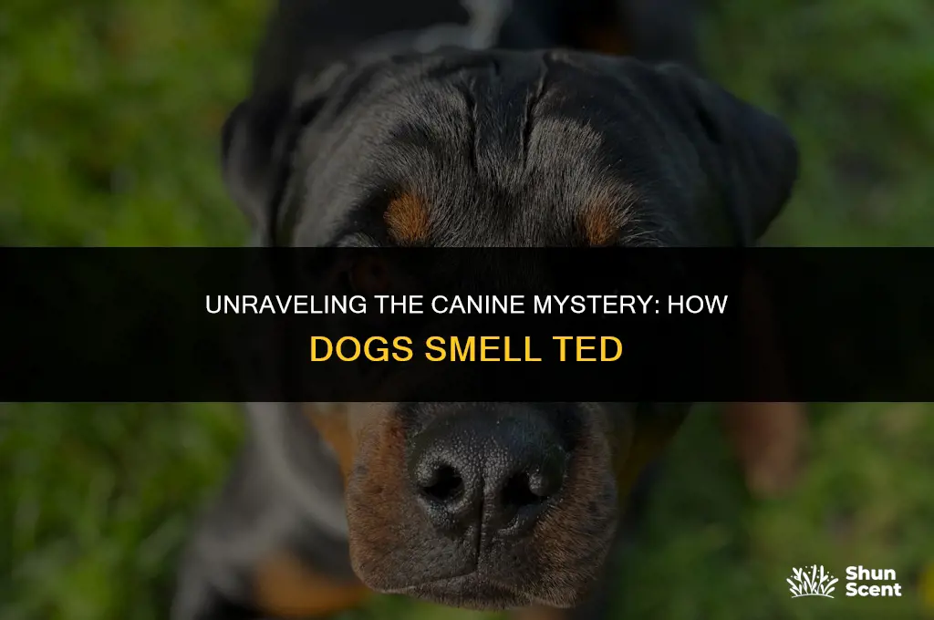 how dogs smell ted