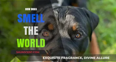 Unleashing the Canine Nose: How Dogs Smell the World