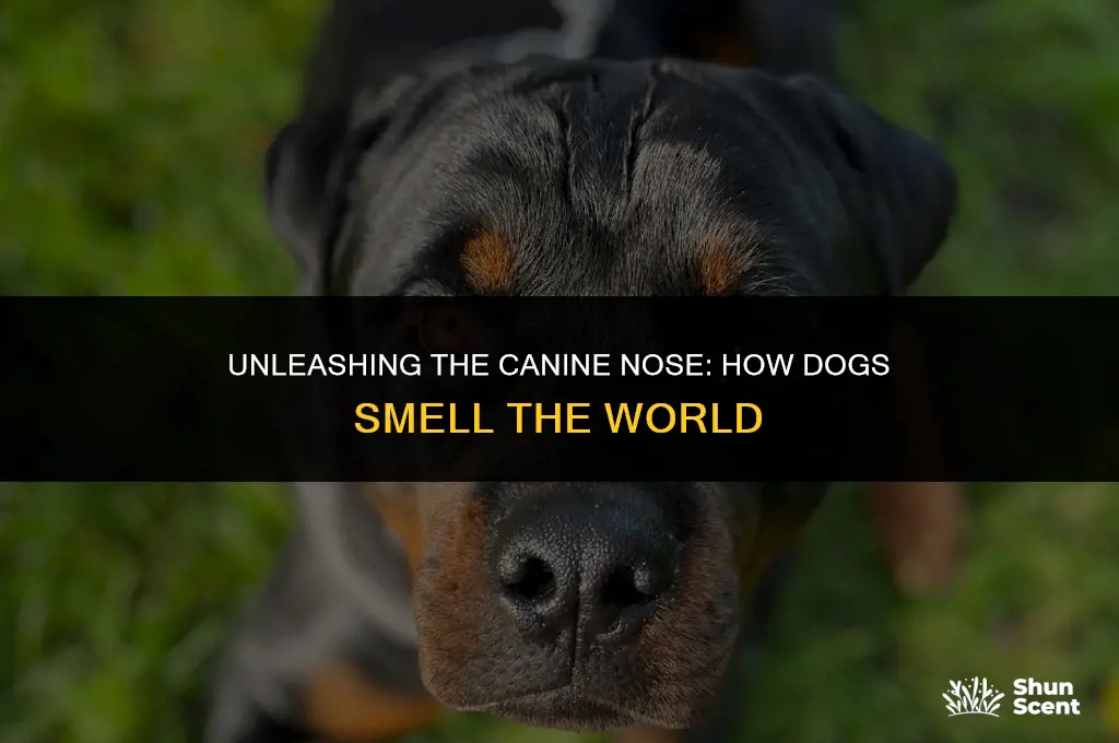 how dogs smell the world