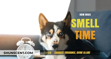Decoding Canine Chronicles: How Dogs Perceive the Passage of Time