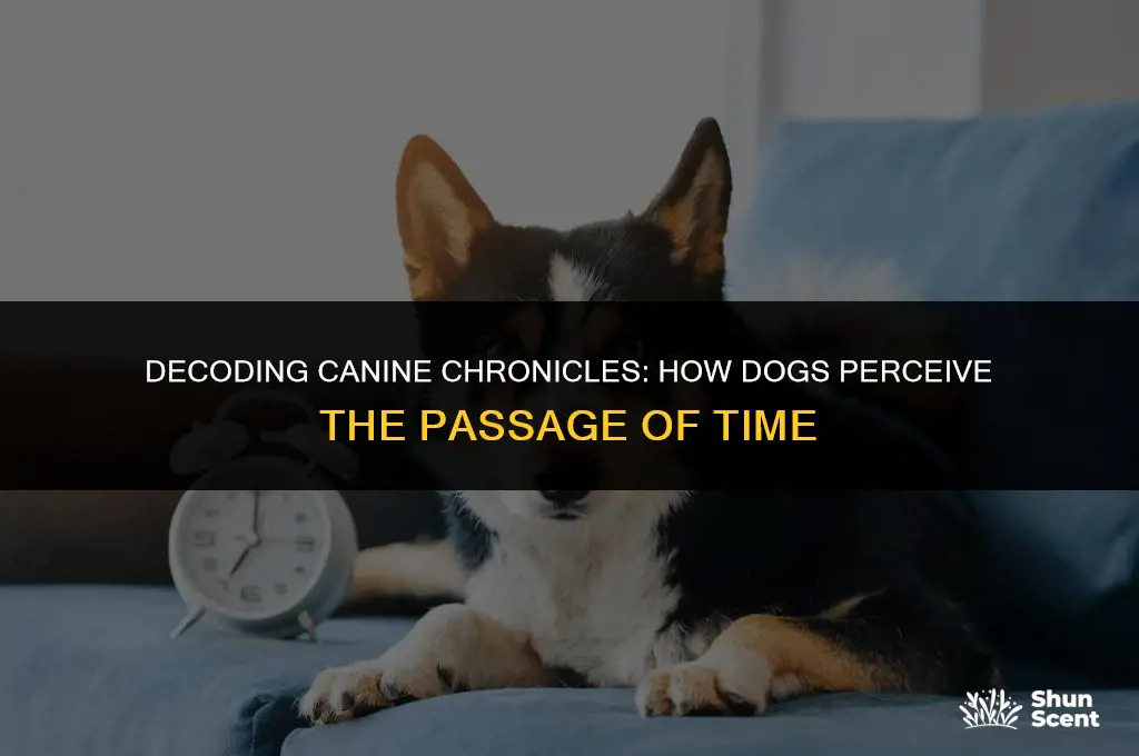how dogs smell time