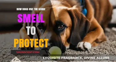 Canine Guardians: The Power of Smell in Protecting Their Pack