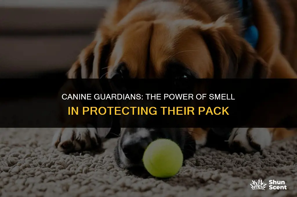 how dogs use the sense smell to protect