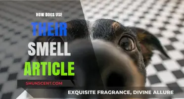 Unleashing the Power of Canine Noses: A Deep Dive into Dogs' Sense of Smell