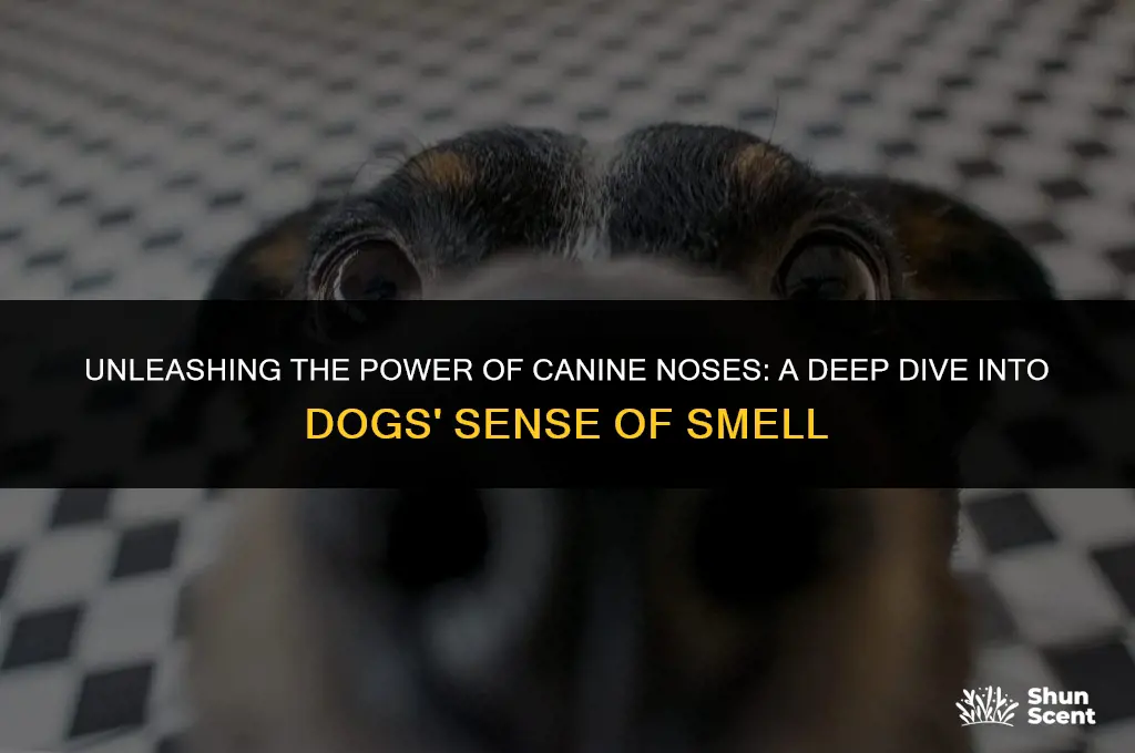 how dogs use their smell article