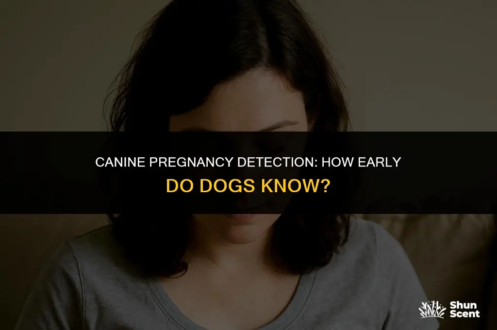 how early can dogs smell pregnancy