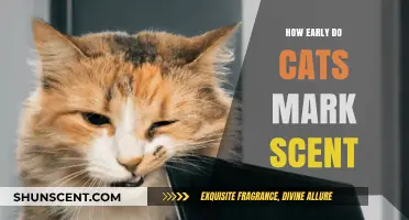 When Do Cats Start Scent Marking? Early Signs and Behaviors
