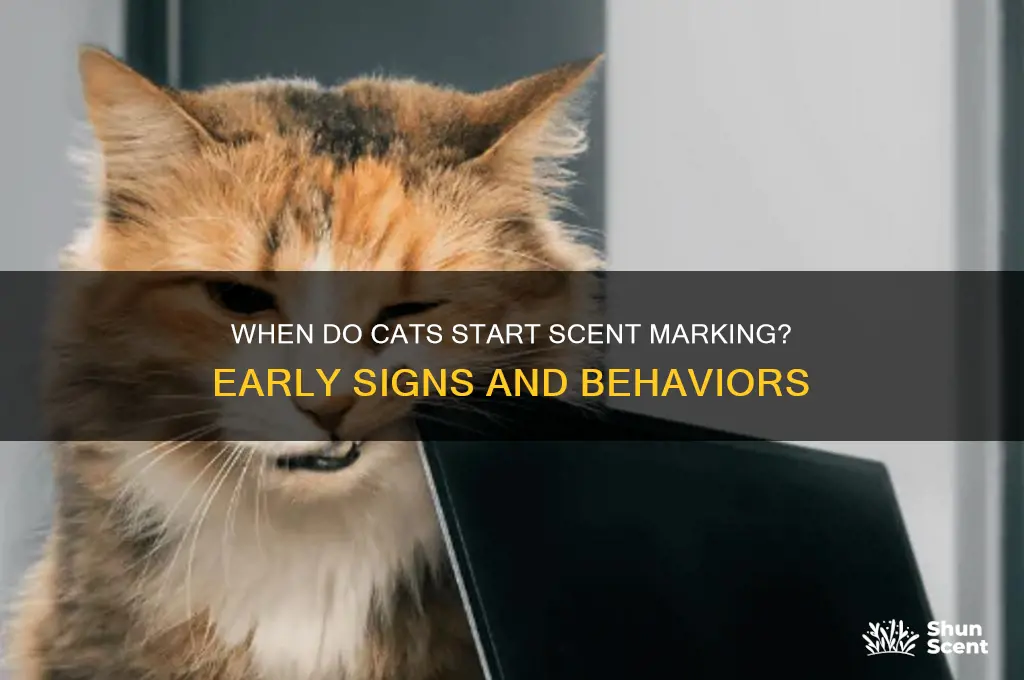 how early do cats mark scent