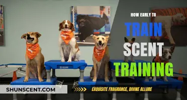 Early Scent Training: When to Start Building Your Dog's Skills