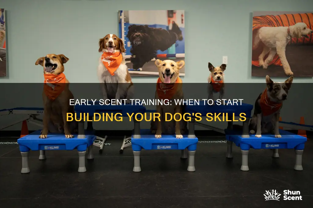 how early to train scent training